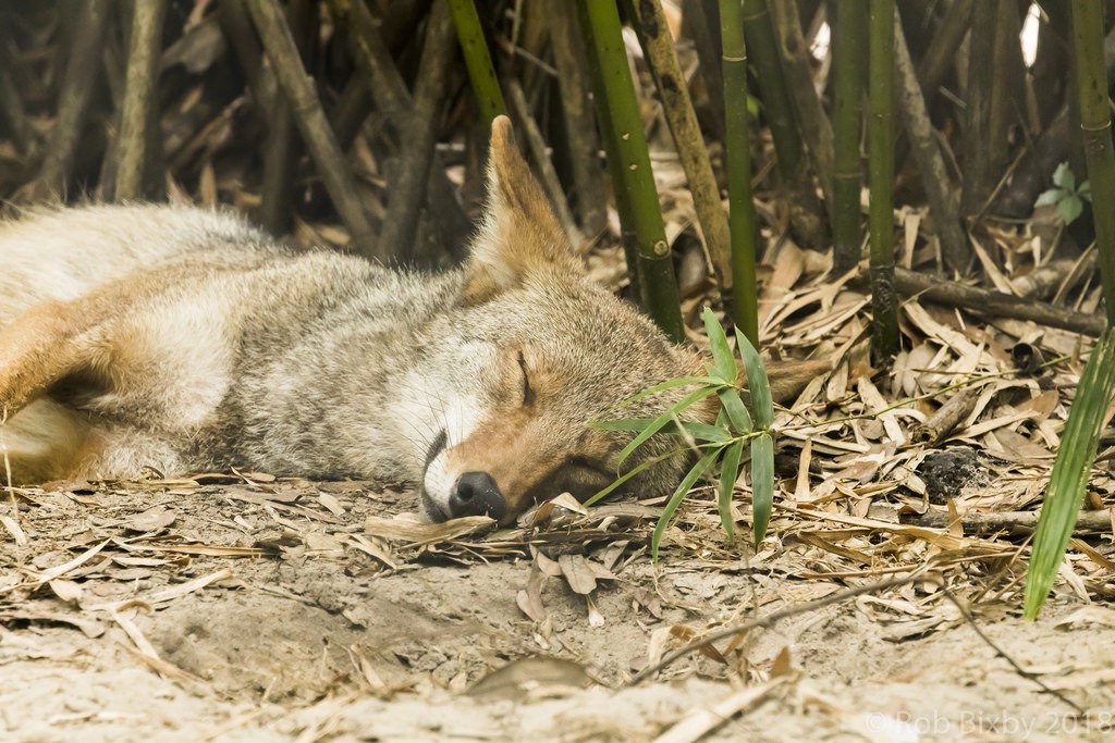 HourlyYote's tweet photo. [🔗](https://t.co/HTShK72F5Q) https://t.co/2ys41SSth4