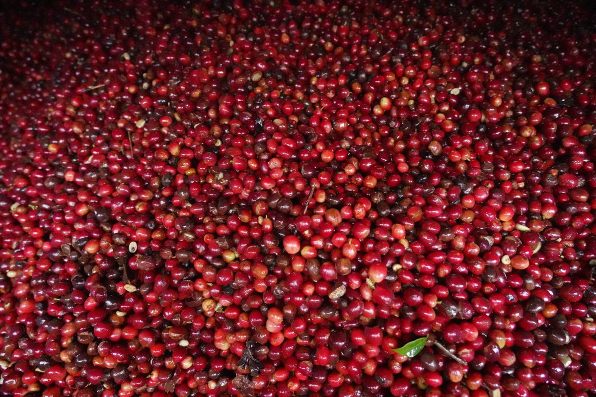 WCoffeeResearch's tweet image. Q: Why should consumers care about variety development?
A: Variety research is an essential basis for improving the ‘goodness’ of coffee: how good it tastes, how good it is for the planet, and how good it is for people who grow it.