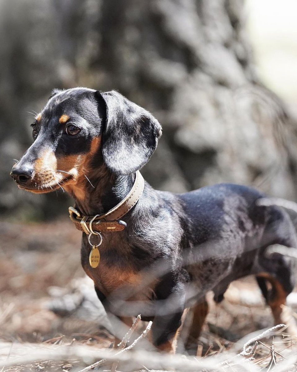 Oxford Leather. 

The ultimate timeless classic.

#ezydog #oxfordleather #oxford #leather #dachshund #collar #dog #dogs #dogcollar #dogcollars