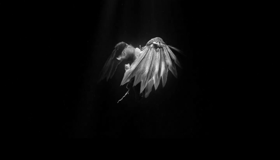 𝙁𝙀𝙇𝙄𝙓 𝙑𝙄𝙍𝘼𝙇 𝘼𝙍𝘾𝙃𝙄𝙑𝙀 tweet media