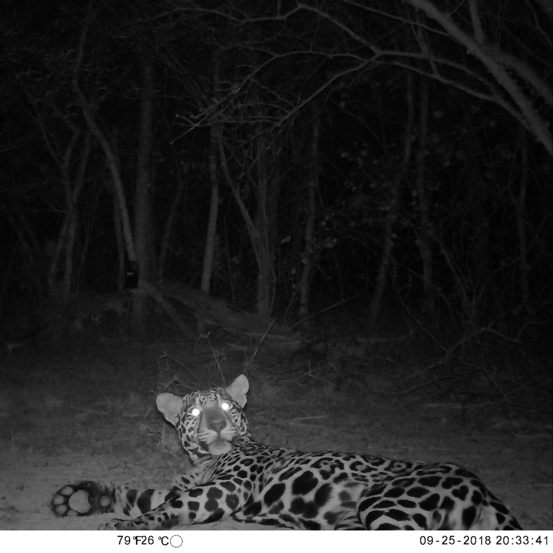 Es hoy! Es hoy! ✨🐆✨

¡Arranca la semana del #jaguar en el <a href="/PinedoShopping/">Pinedo Shopping</a>!

Desde WCS Paraguay, en conjunto con @wwfpy <a href="/somosyaguarete/">somosyaguarete</a> #nibfacen <a href="/Jaguarete_PCJC/">Programa de Conservación del Jaguarete en el Chaco</a>  <a href="/atodopulmonPY/">A Todo Pulmón Paraguay Respira</a>  y la #fundaciónmoisésbertoni te invitamos a conocer la majestuosidad de este imponente felino.