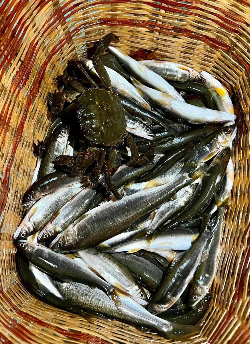 aki_shd's tweet photo. 例年より早く解体して、���すは忘年会のみ
来年も楽しみだ🐟 https://t.co/v7rUeNj9yd