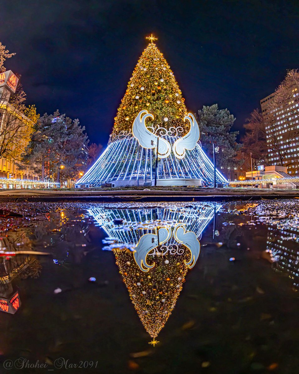 銀世界になる前に見たかった、雨上がりのリフレクションツリー🎄