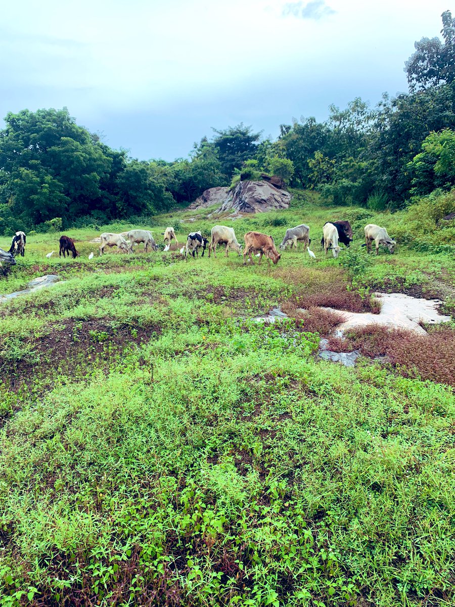 ayodelle1's tweet photo. Beautiful Green nature.🥰
#grazing https://t.co/WAOPHGvGUN