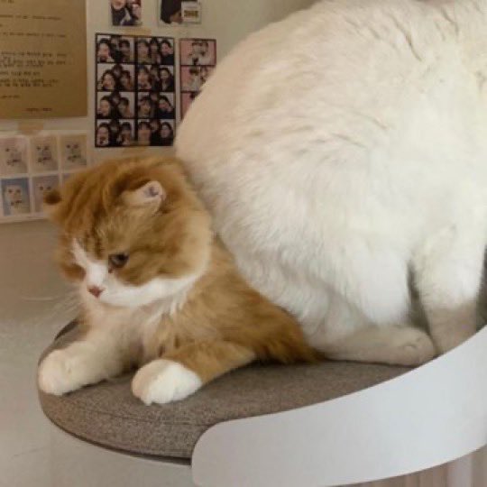 cuteanimalspict's tweet photo. https://t.co/YRfG3dZrU5