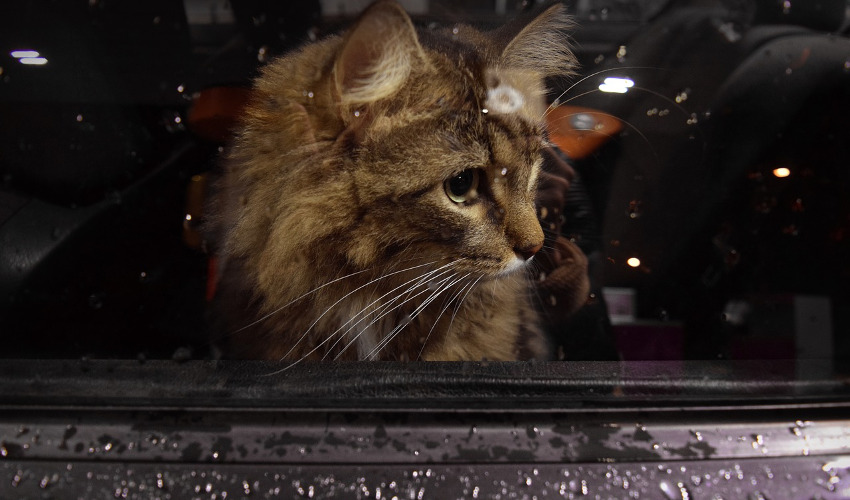 Dogs and cats are very different, especially with car trips. Dogs often love car rides, while even the friendliest cat can become frantic. Luckily, there are simple ways to help cats adjust to car travel and make it more enjoyable. Read more: snip.ly/ynq9s2 #pets #cats