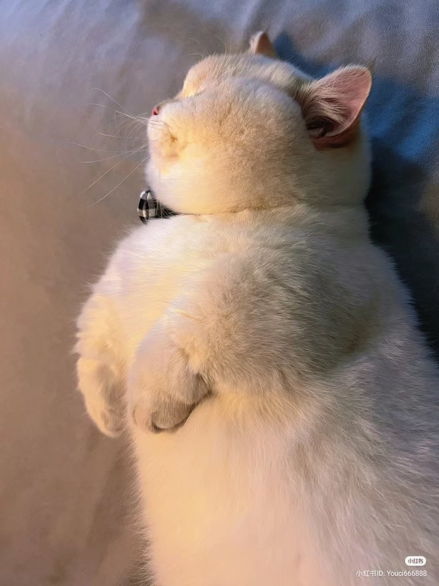 nocontextscats's tweet photo. 💤💤💤 https://t.co/HmGPXsqM8X