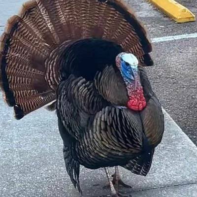 Tom the Turkey tweet media