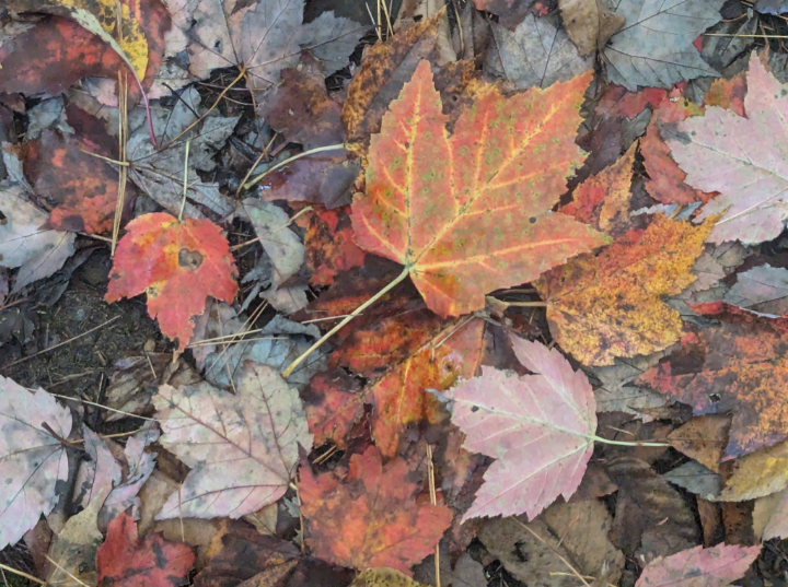 Victoria Brownworth tweet media