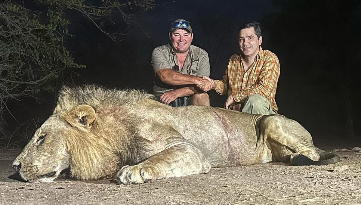 XposeTrophyHunt's tweet image. The Cecil&apos;s continue. &apos;Huge bodied male with beautiful mane&apos; hunted in Zimbabwe with Lindon Stanton, Mbalabala Safaris (left) &amp;amp; client. Baiting these lions out of the Parks. Shameless losers. 🤬RT
#BanTrophyHunting 
@SARA2001NOOR @Angelux1111 @Gail7175 @Lin11W @Protect_Wldlife