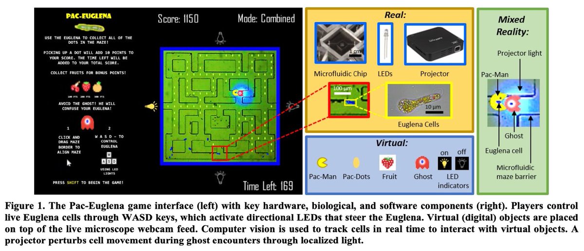 NikoMcCarty's tweet photo. Playing Pac-Man with Living Cells 🦠

Euglena (a type of algae that responds to light) cells were placed in a microfluidic maze, which acts like a game board.

Players move the cell around using LED lights, situated on each edge of the board. The cells move away from light stimulation (after a time delay of about 1 second; very laggy!)

A computer vision system tracks the cell's position and overlays virtual ghosts + fruits to complete the Pac-Man game. This is one of my favorite papers, just because it ties together biology and computer science concepts in a creative way.