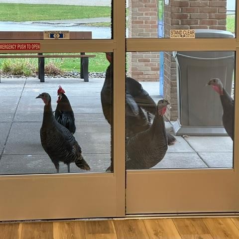 WTCPL's tweet image. When you really wanted to go to the library but then find out it is closed for Thanksgiving! 😄
📝#WTCPL locations usually open on Wednesdays (in Brookfield, Cortland, Howland, Liberty &amp;amp; Warren) will close at 5 PM on Nov. 27. 
📝All locations will be closed Nov. 28 &amp;amp; Nov. 29.