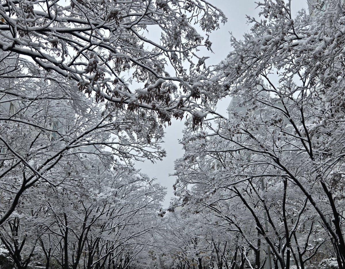 오늘찍은눈!!
너무 예뻐!ど⁰̷̴͈꒨⁰̷̴͈う

#유즈데이
