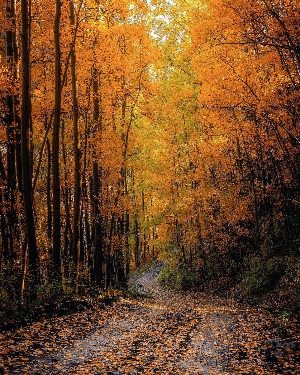 earthcurated's tweet photo. — golden hour 🍂🍁 https://t.co/Lek5duRr3L