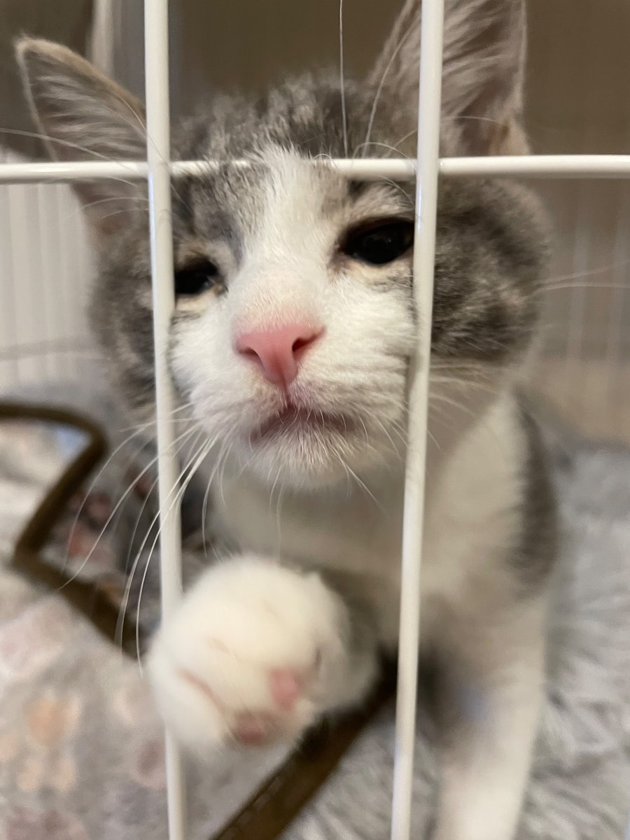 adforest1's tweet photo. 子猫の時から可愛かったねぇ https://t.co/eTveRI39IJ