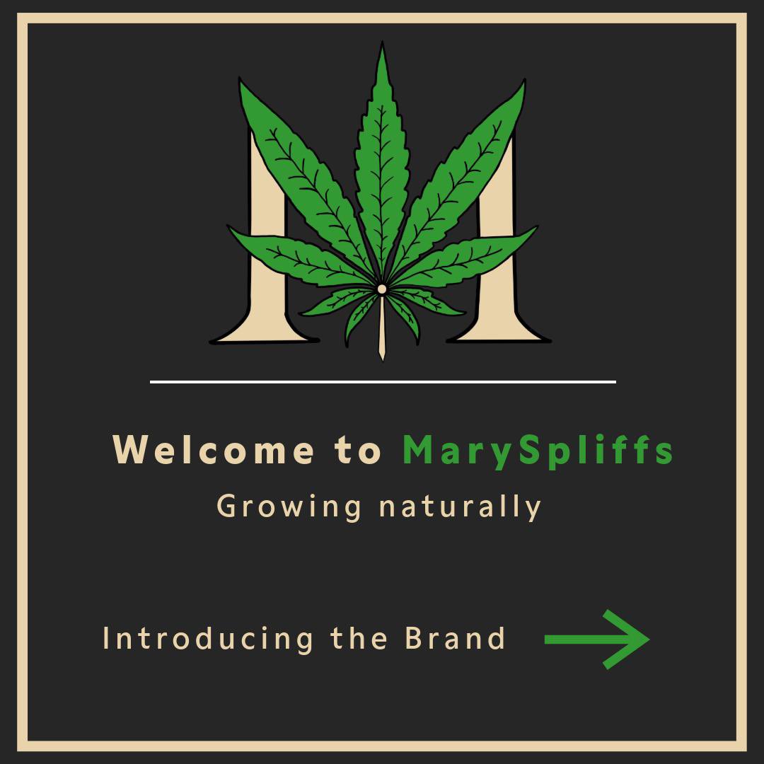 MarySpliffs tweet picture