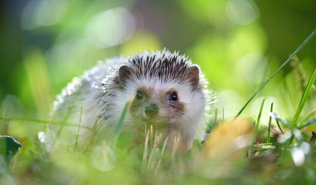 🦔 Depuis le mois d'octobre, le hérisson est passé au statut d'espèce "quasi menacée". Soyez prudents sur la route, notamment dans le quartier de Clagny-Glatigny ou encore près du Jardin des Musiciens Italiens, où de nombreux hérissons ont été aperçus. D'autres conseils ici ⤵︎