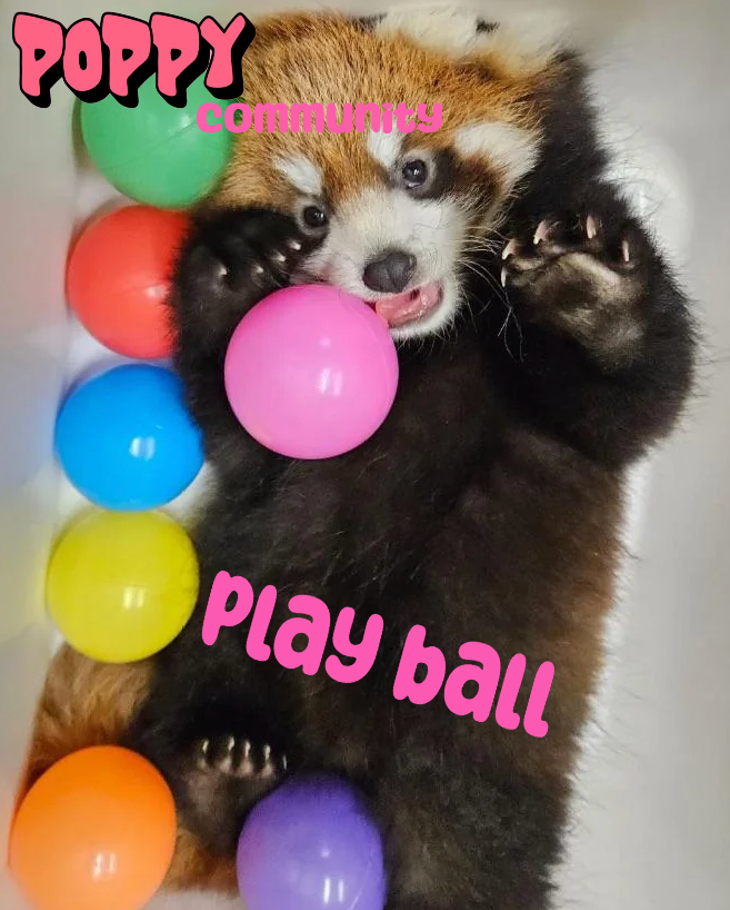 Poppy The Baby Red Panda | Fan Page tweet media