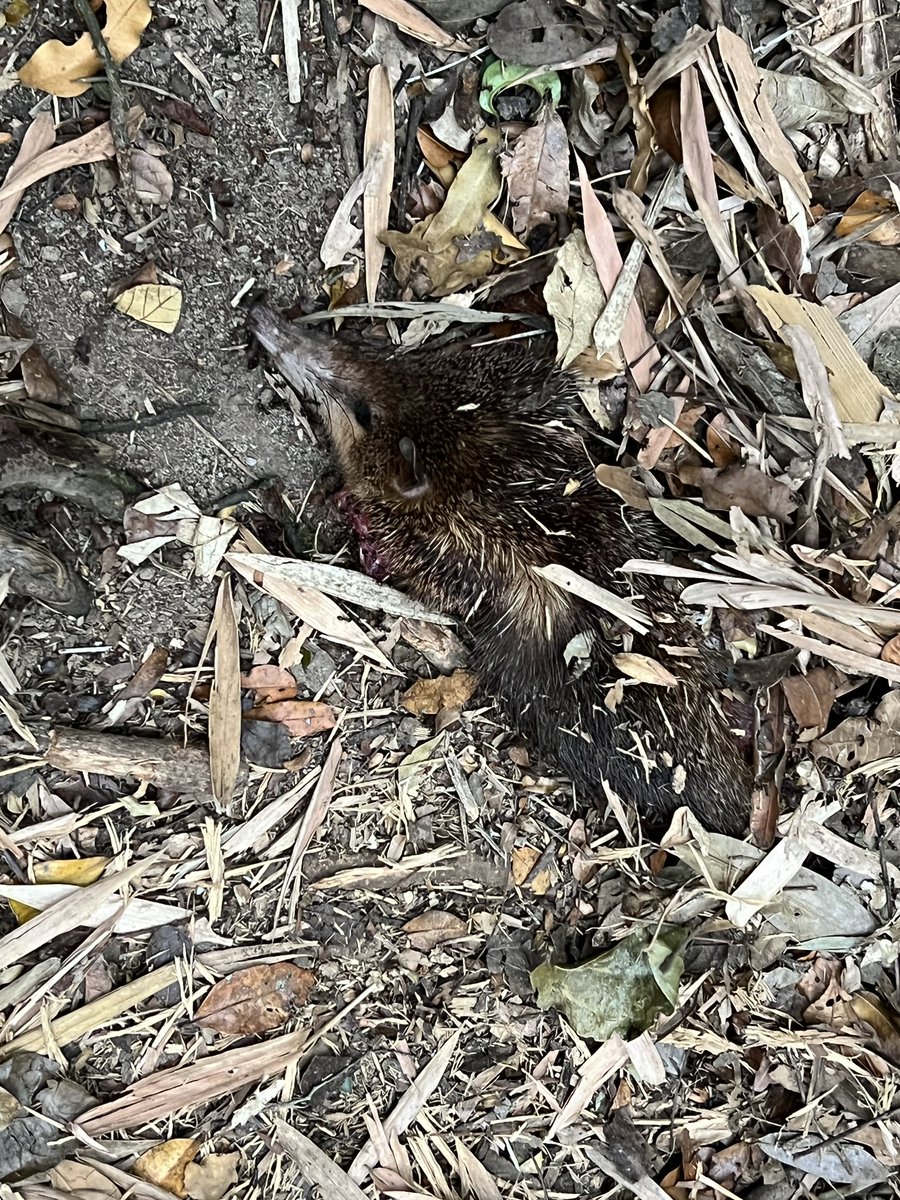 Frauke Ecke tweet media