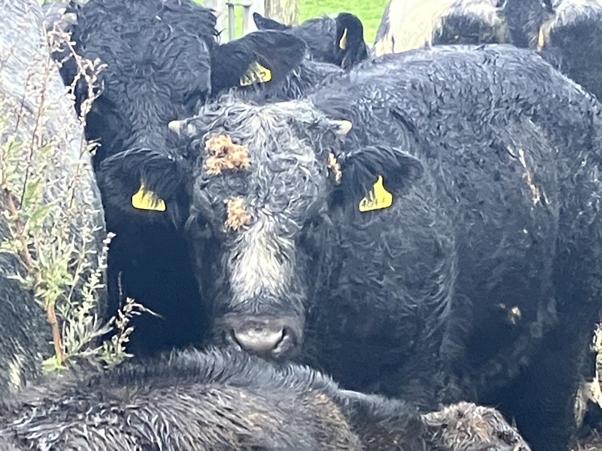 turbotechdog's tweet image. It appears that even bovines are #accessorizing now 🐂