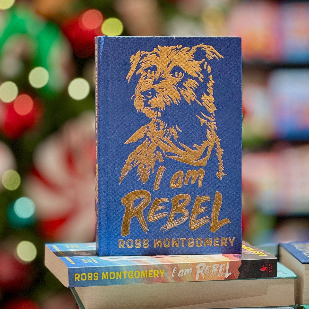 Waterstones (@waterstones) on Twitter photo A heartwarming, richly adventurous story following a canine hero embarking on a quest to rescue his master who has gone to war, I AM REBEL by <a href="/mossmontmomery/">Ross Montgomery</a> is our 2024 Children's #BookOfTheYear. Find our stunning Exclusive Hardback Edition here: waterstones.com/book/i-am-rebe… A heartwarming, richly adventurous story following a canine hero embarking on a quest to rescue his master who has gone to war, I AM REBEL by <a href="/mossmontmomery/">Ross Montgomery</a> is our 2024 Children's #BookOfTheYear. Find our stunning Exclusive Hardback Edition here: waterstones.com/book/i-am-rebe…