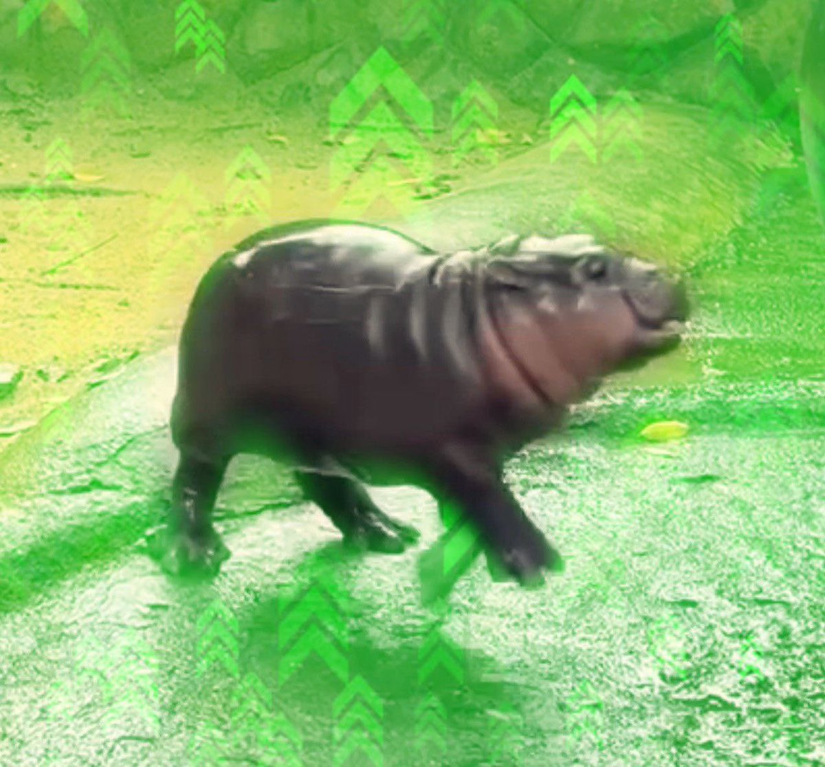 POV - you bought the $HIPPO dip!!

HIGHER! 🦛✨