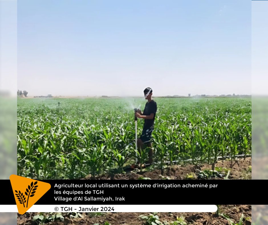 En Irak, TGH, avec le soutien de l'<a href="/AFD_France/">Agence Française de #Développement (AFD) 🇫🇷 🇪🇺</a> &amp; en partenariat avec Mercy Corps &amp; l'ONG PAO, a accompagné 47 agriculteurs dans le gouvernorat de Ninive, à adopter des techniques d'irrigation alternatives. 
Objectifs : réduire le gaspillage d'eau &amp; améliorer sa gestion.
