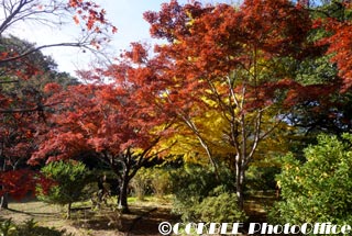 COKBEE tweet picture