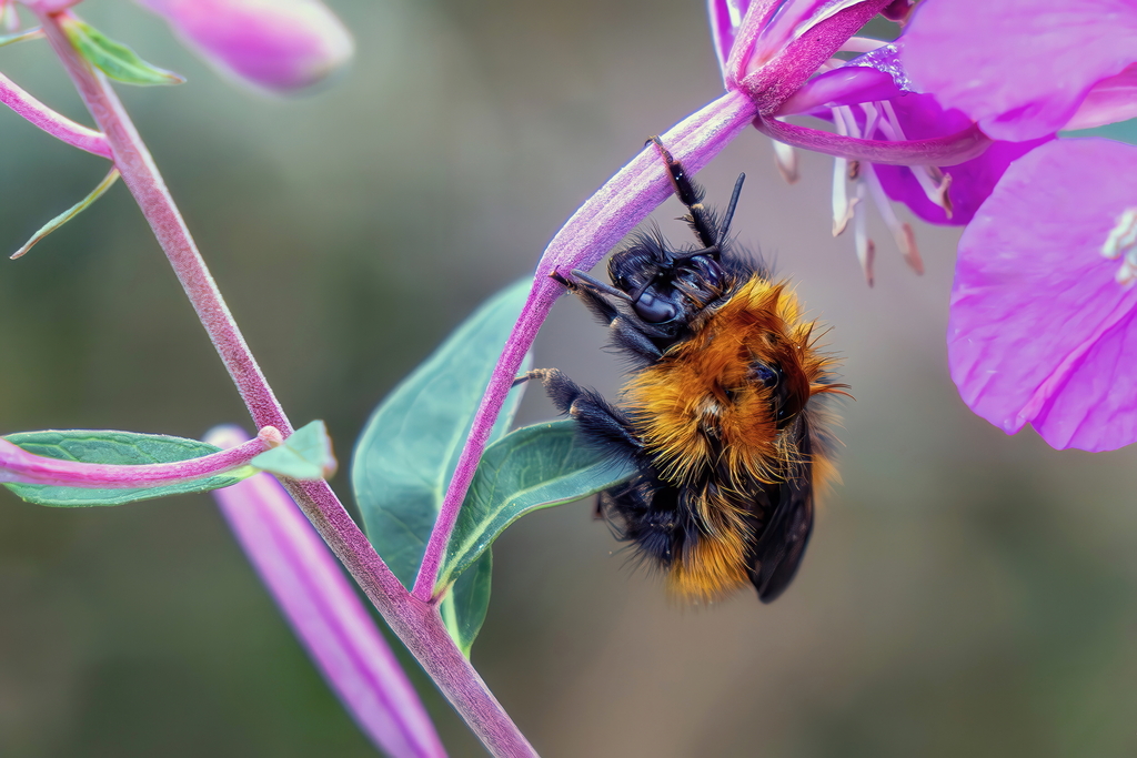 A rarely-observed Tundra Bumble Bee (Bombus hyperboreus) was spotted in Norway by natur-heimat. It’s the #WildlifeWednesday Observation of the Day! 

More details at: inaturalist.org/observations/2…