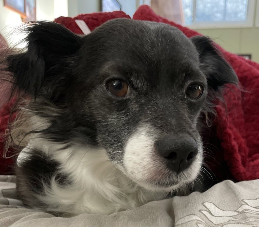 MomofOdieDexter's tweet image. FREINDS! I supervising mine Momma make mine breakie, crumbles with raw carrots chunks that she cuts. Then I saw the most awfullest thing. She ate one of mine pieces of carrot!! She felt my stare and said, “sorry about that” and didn’t replace it!😱😡
#shook
#dogs #dogsoftwitter