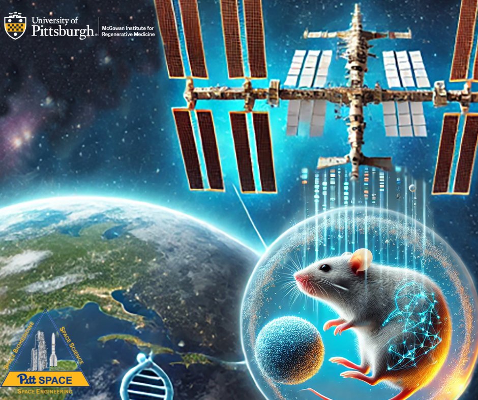 🚀 Exciting new research alert! We’ve uncovered how exposure to space affects our genes and helps organisms adapt to extreme environments! 🧬
Read the full article here: smpl.is/9wl0q
Listen to the discussion here: smpl.is/9wl0r