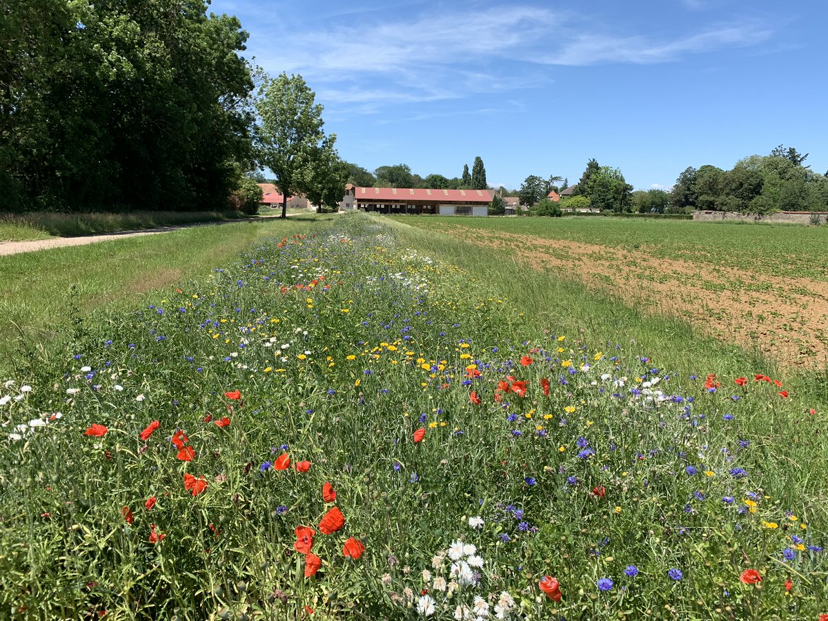 Botanical_'s tweet image. #Pollinator functional group  abundance &amp;amp; floral heterogeneity in an agroecological context affect  mating patterns in a self-incompatible wild plant

New #AJB research by Audrey Labonté et al.

doi.org/10.1002/ajb2.1… #botany #cornflower #Asteraceae @wileyplantsci