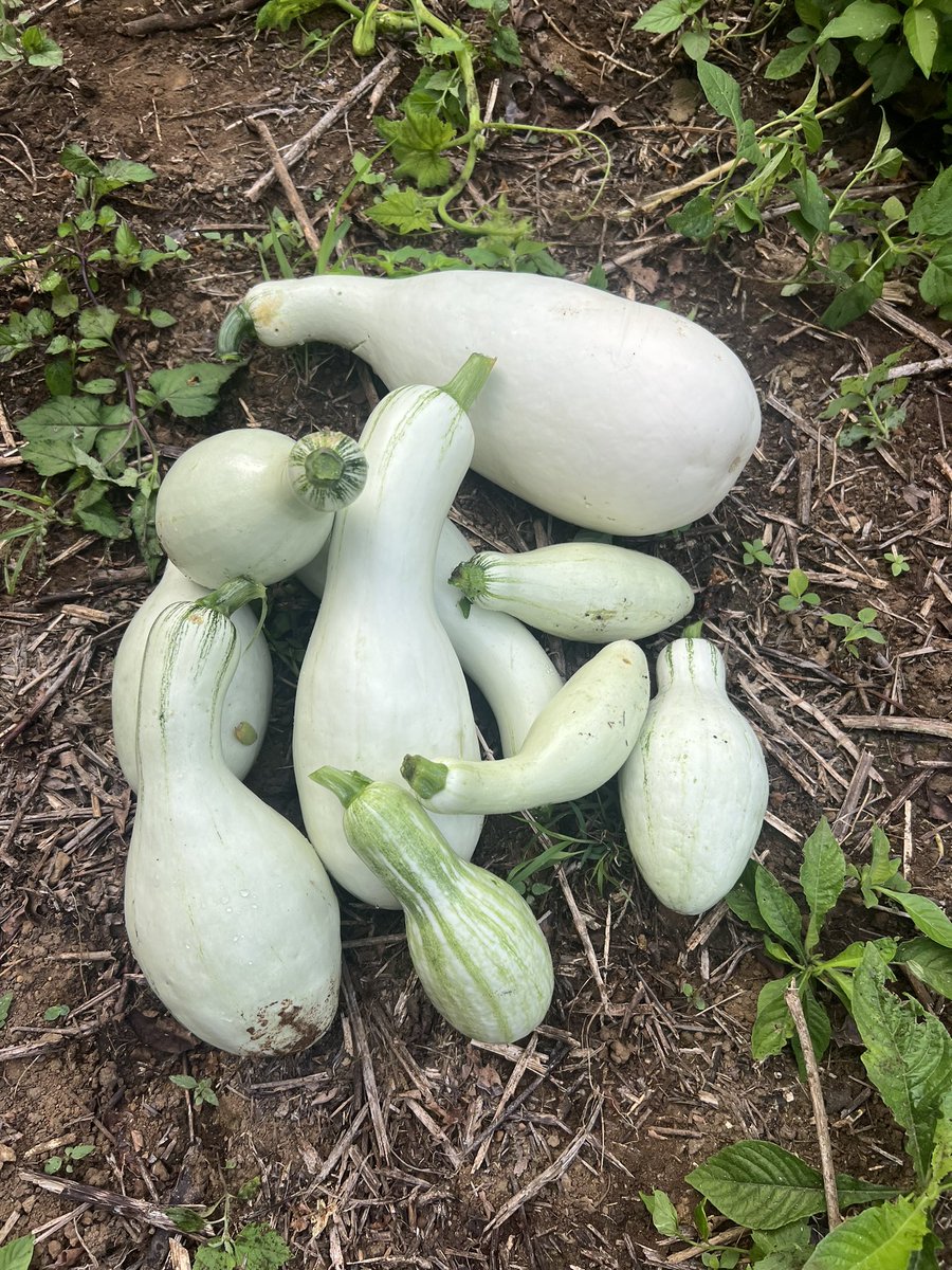 SERGIO MURILLO Mentes en Acción tweet media