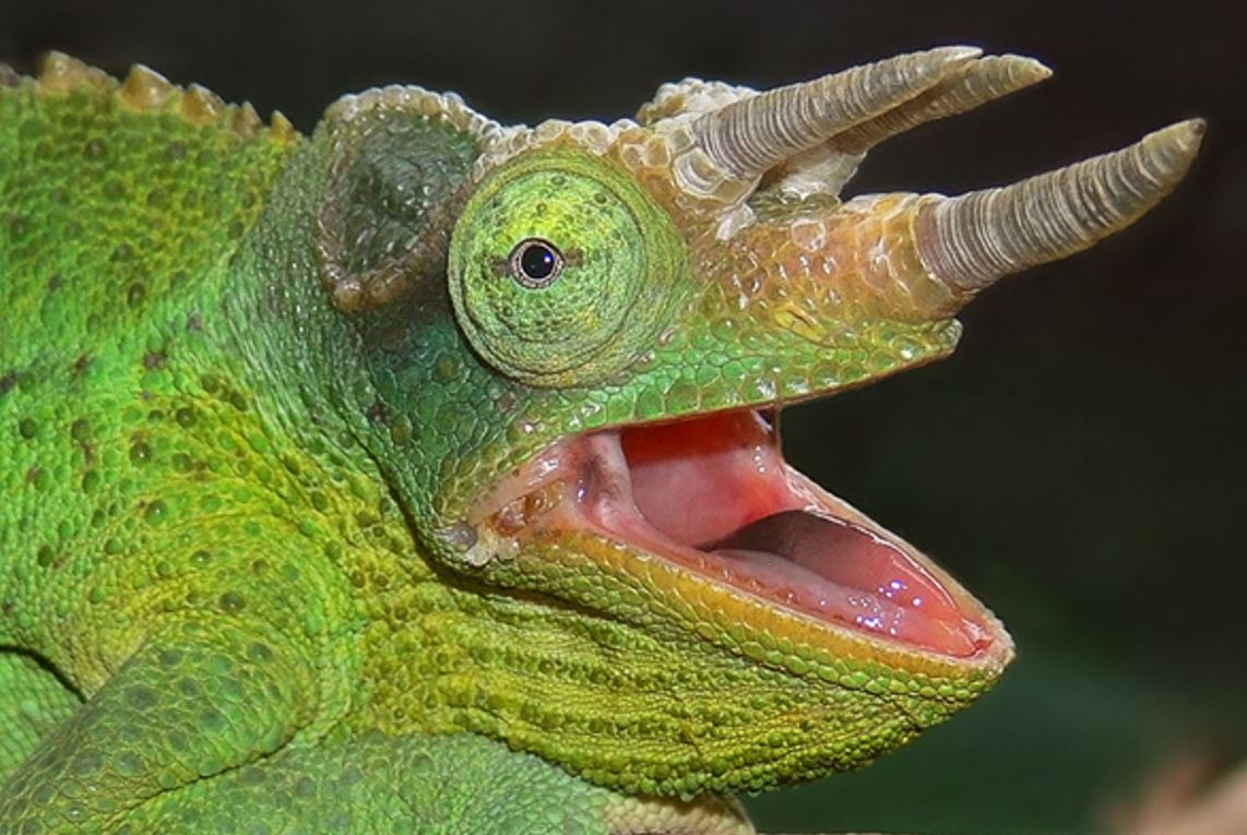TetZoo's tweet photo. When I was a kid, all living chameleons were either Chamaeleo or Brookesia. Now, issues are MUCH more complicated, and rightly so. Another squamate-themed Tet Zoo article is rescued from the archives .... https://t.co/sYHqIRmAZT #lizards #reptiles #herpetology https://t.co/TyVXW2CIFK