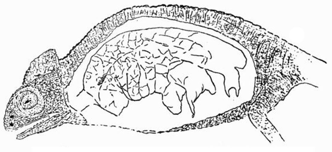 TetZoo's tweet photo. When I was a kid, all living chameleons were either Chamaeleo or Brookesia. Now, issues are MUCH more complicated, and rightly so. Another squamate-themed Tet Zoo article is rescued from the archives .... https://t.co/sYHqIRmAZT #lizards #reptiles #herpetology https://t.co/TyVXW2CIFK