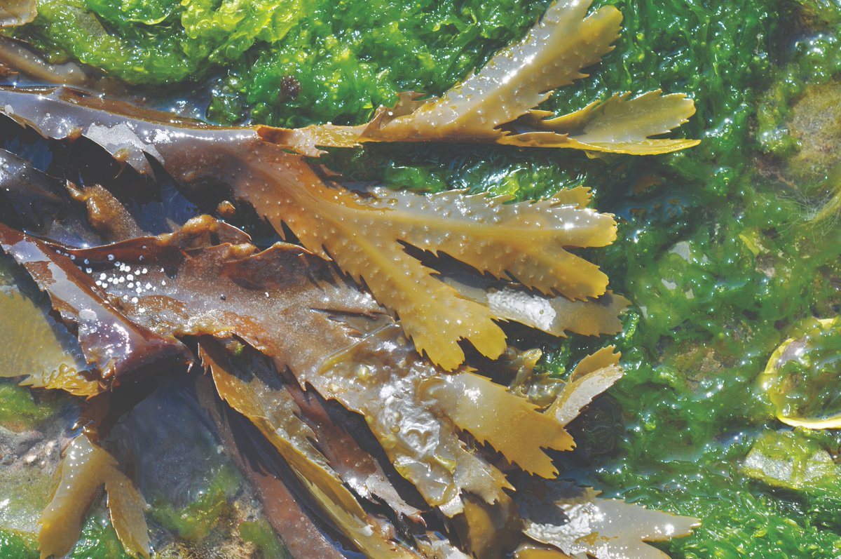 Yorkshire Wildlife Trust - Marine - Living Seas (@ywtlivingseas) on Twitter photo From vibrant greens to delicate reds, seaweed is more than ocean greenery-it’s vital for marine life, coastal protection, & climate solutions🌎
Wild Eye’s Katie uncovers this hidden marine treasure in her blog👉 wildeye.org.uk/wild-eye-seawe…
<a href="/YorksWildlife/">Yorkshire Wildlife Trust - follow us on Bluesky 🦋</a> <a href="/Invisible_Dust/">Invisible Dust</a> @nortyorkscc From vibrant greens to delicate reds, seaweed is more than ocean greenery-it’s vital for marine life, coastal protection, & climate solutions🌎
Wild Eye’s Katie uncovers this hidden marine treasure in her blog👉 wildeye.org.uk/wild-eye-seawe…
<a href="/YorksWildlife/">Yorkshire Wildlife Trust - follow us on Bluesky 🦋</a> <a href="/Invisible_Dust/">Invisible Dust</a> @nortyorkscc