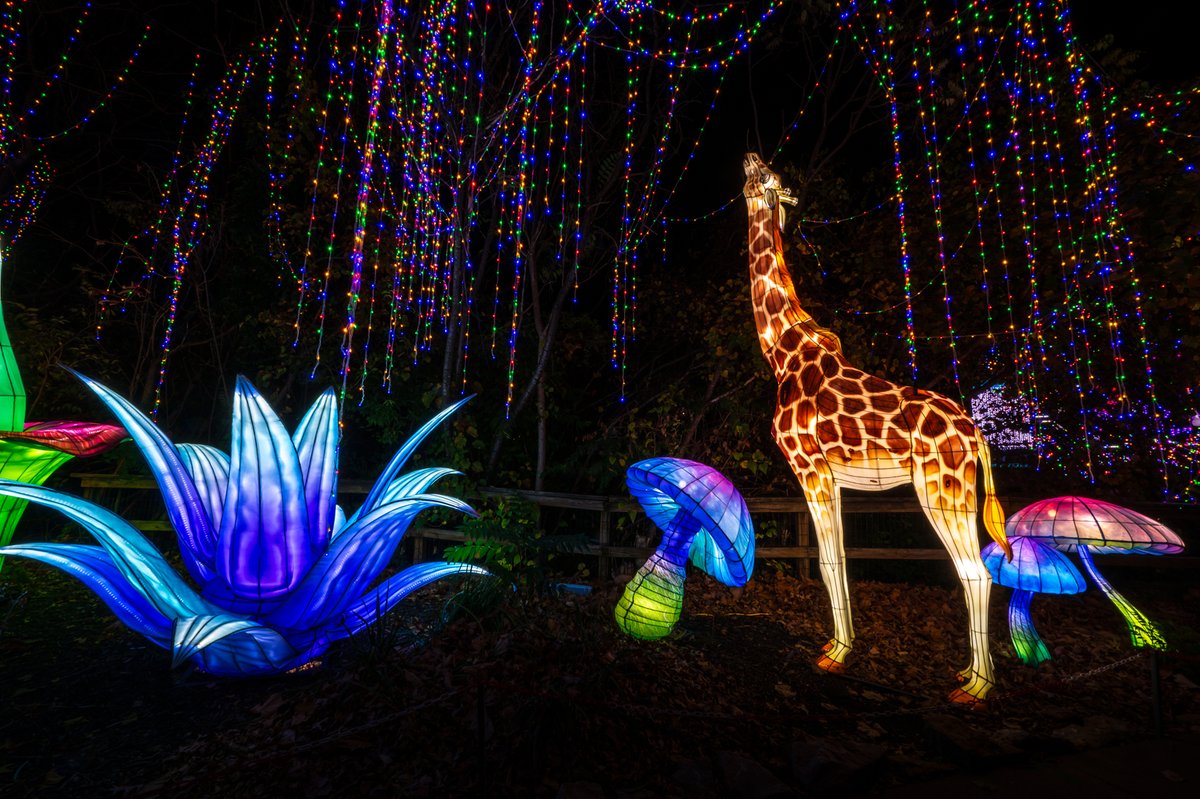 Kansas City Zoo & Aquarium tweet media