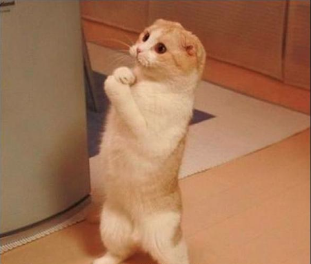 Los británicos explicándole al cónsul que no planean quedarse a vivir en Colombia.