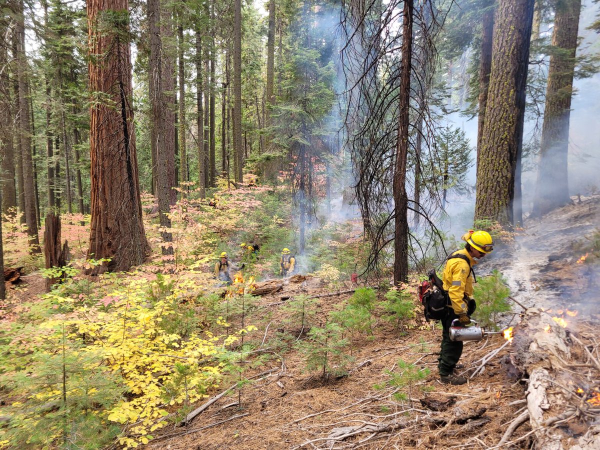 CAwildfireTF's tweet image. @CAStateParks with the assistance of @CAL_FIRE and @usfs_r5 support giant sequoias with over 900 acres of beneficial fire in the South Grove Natural Preserve at Calaveras Big Trees State Park! bit.ly/TF-900-acres @forestservice #WildfireTaskForce #TaskForceProgress #GoodFire