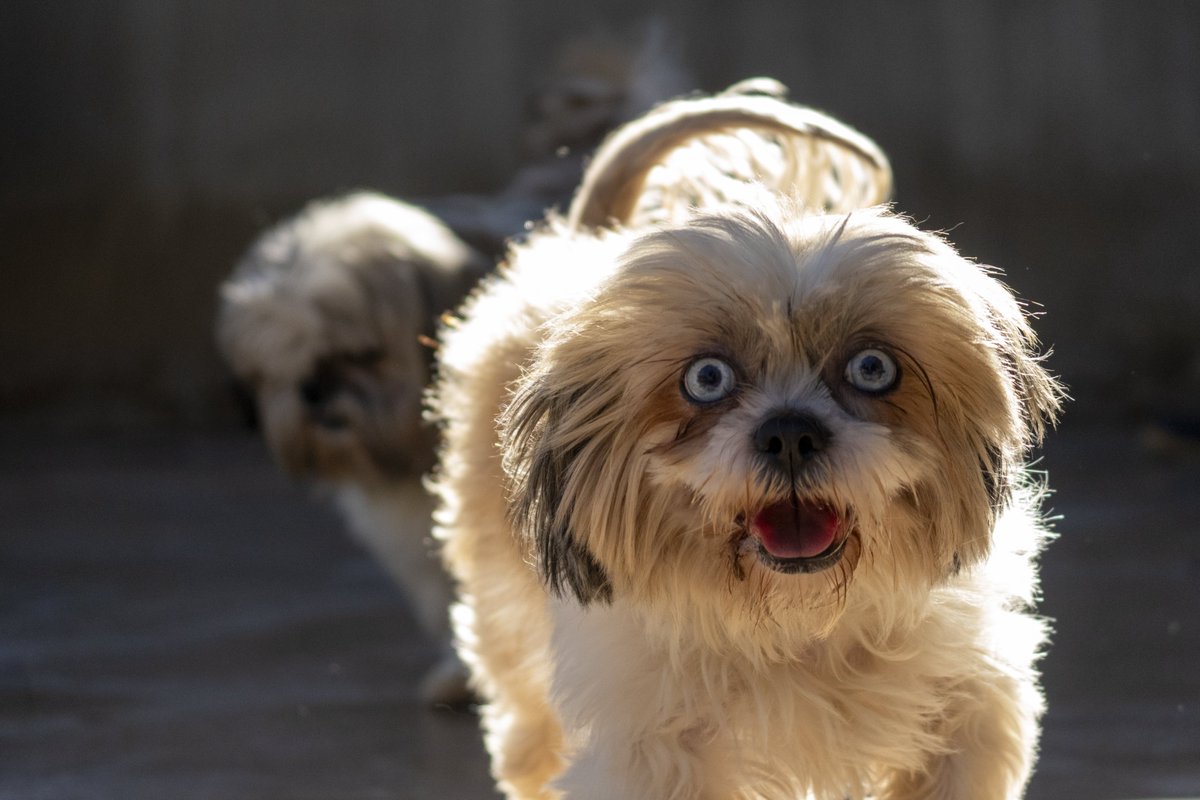 ¡Ponlo en tu agenda! 📢 Domingo 15 de diciembre a las 12h en la plaza exterior de BIOPARC Valencia: 25º Desfile solidario de perros abandonados organizado por AUPA y Fundación BIOPARC para fomentar las adopciones bioparcvalencia.es/desfile-de-nav… #DesfileAupa25