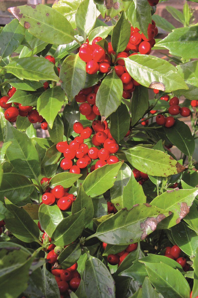 Caring for Gods Acre tweet media