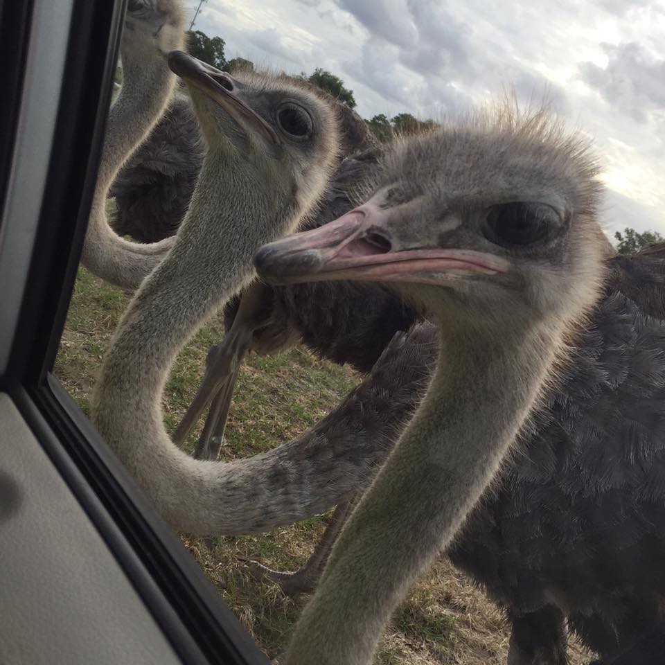 Have you met our safari welcome squad?
#FamilyTravel #Thanksgiving2024 #roadtrip