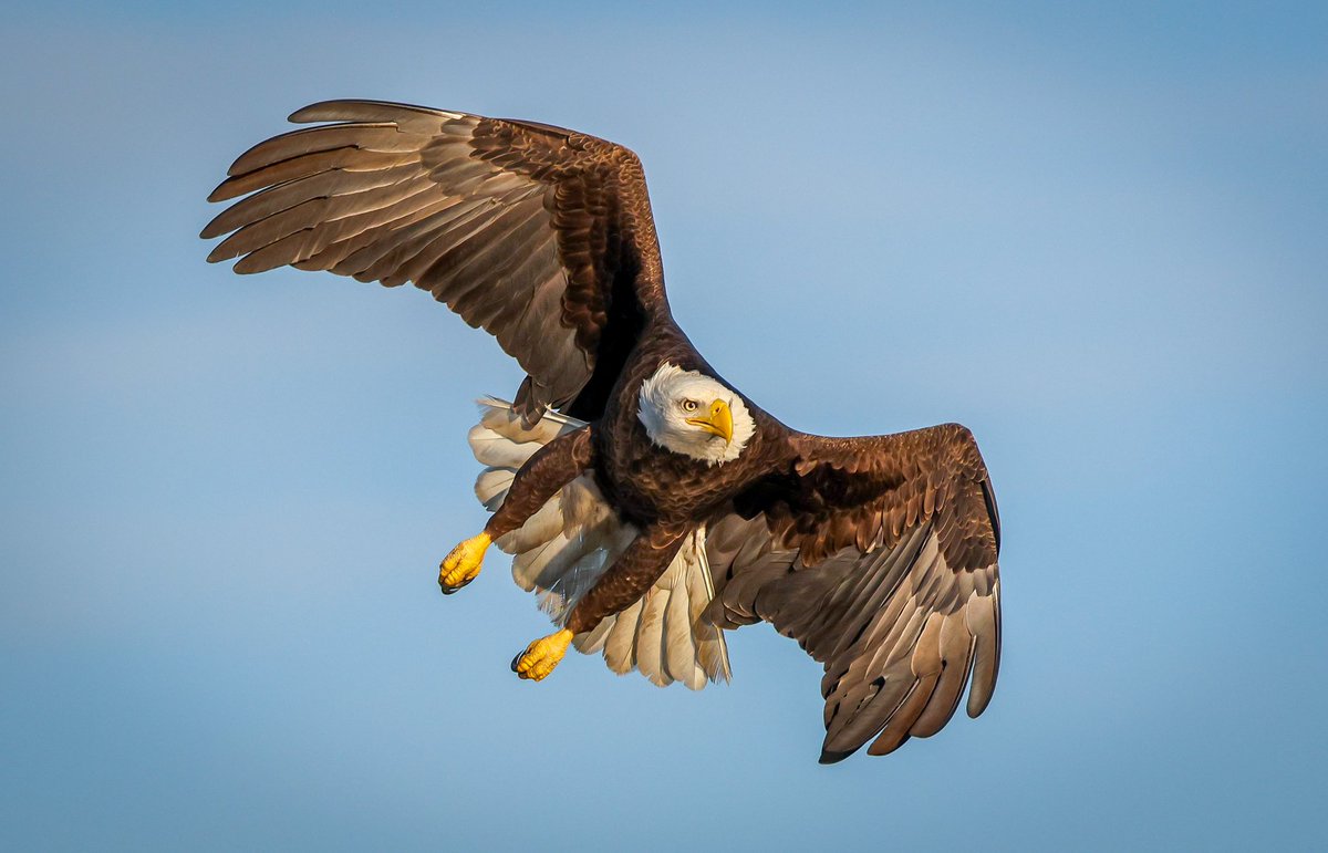 Michael Gillman tweet media