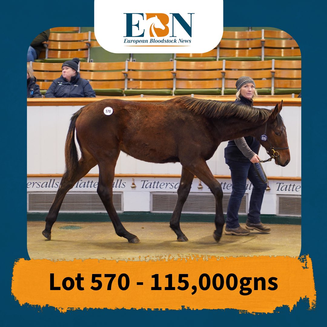 bloodstocknews's tweet photo. 💫 @TMBloodstock secured Lot 570 on Day 2 of the @Tattersalls1766 December Foal Sale 💫

The filly by @DarleyEurope’s GHAIYYATH was consigned by Meadowlands Stud and sold for 115,000gns.

Her dam is out of the Gr.3 winner &amp; Gr.1-placed EUPHRASIA.

#ReadAllAboutIt https://t.co/QOlmagGxP3