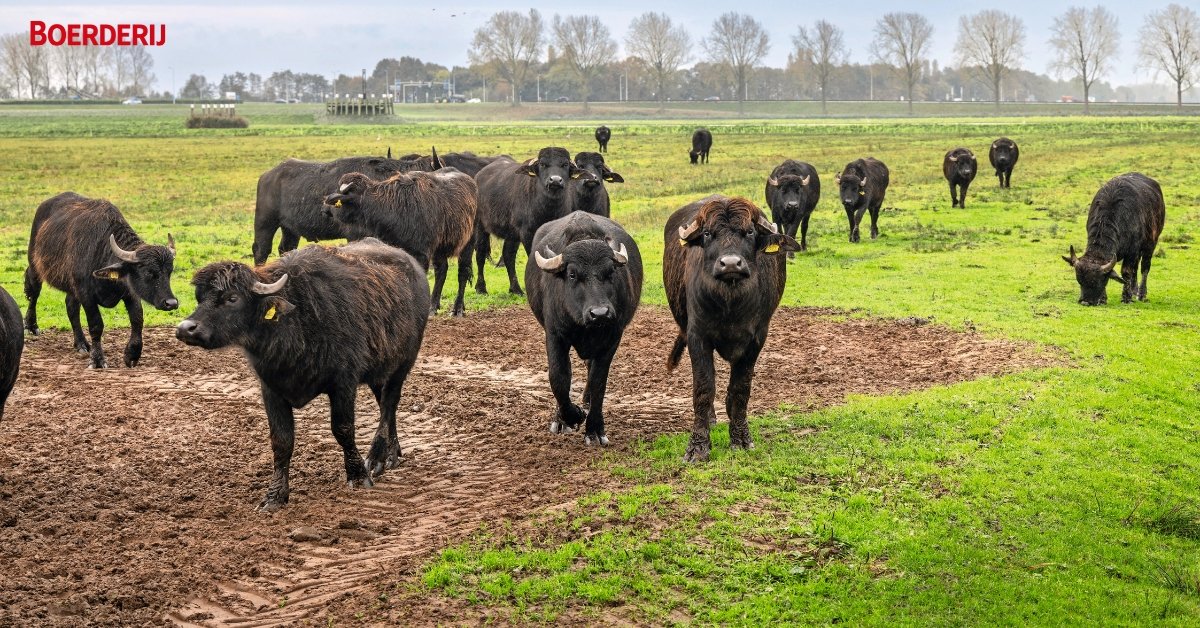 Boerderij_nl's tweet photo. Dutch Carabao start begin 2025 met het melken van waterbuffels. Op een eigen productielocatie wordt nu al melk verwerkt tot bakkaas voor horeca en consumenten. Die moet een hogere prijs opleveren.
https://t.co/DPMr5t2p6Z
#waterbuffels #vleesvee #boerderij #veehouderij https://t.co/DCIRtyd91i