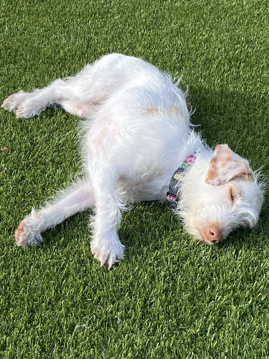 steiner7mk's tweet photo. @LabradorYuki Ellie likes outdoor sleep😴😴😴 https://t.co/mCtToryGOM