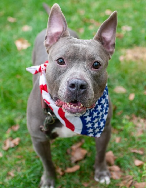NMBewitched's tweet photo. Any last minute Heroes?
Iron Titus has not been reclaimed yet
#NYCACC
Kill Command
We need someone to love this incredible boy
Give him security, love & a safe home
DM @cathyPolicky ASAP https://t.co/X712wR4anh