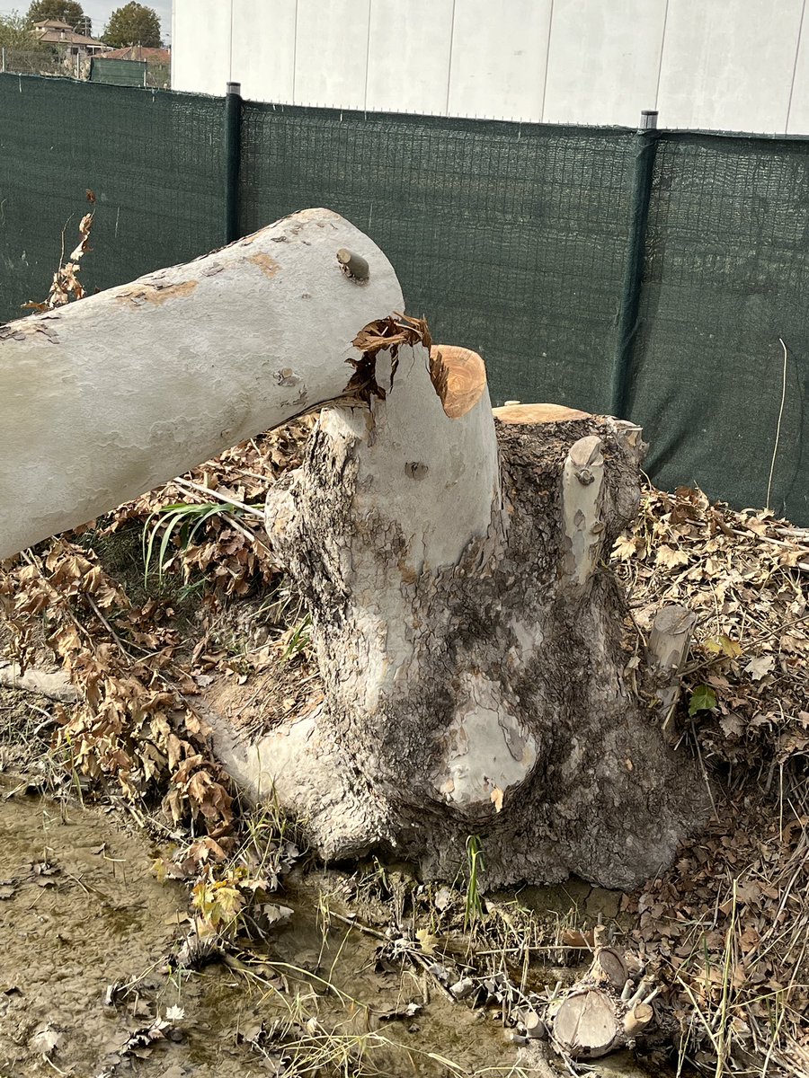 enunlugardelah1's tweet photo. 🍋 Una canallada. Y nos mordemos la lengua. Alguien debería pagar por esto.

4 enormes plátanos de sombra seguramente centenarios han sido talados en la acequia Benipotrox.

Arboles protegidos. ¿Y de que ha servido?⬇️ https://t.co/x4dEXd1z71