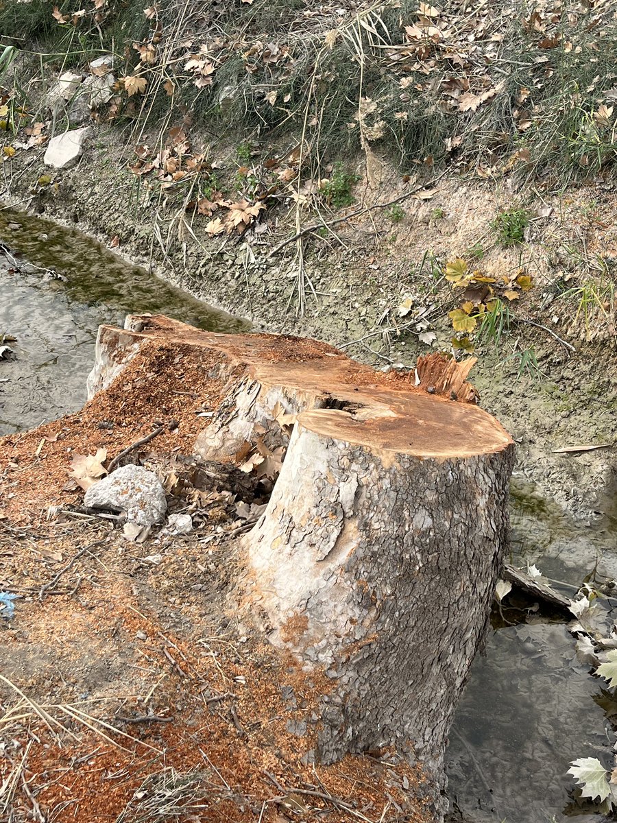 enunlugardelah1's tweet photo. 🍋 Una canallada. Y nos mordemos la lengua. Alguien debería pagar por esto.

4 enormes plátanos de sombra seguramente centenarios han sido talados en la acequia Benipotrox.

Arboles protegidos. ¿Y de que ha servido?⬇️ https://t.co/x4dEXd1z71