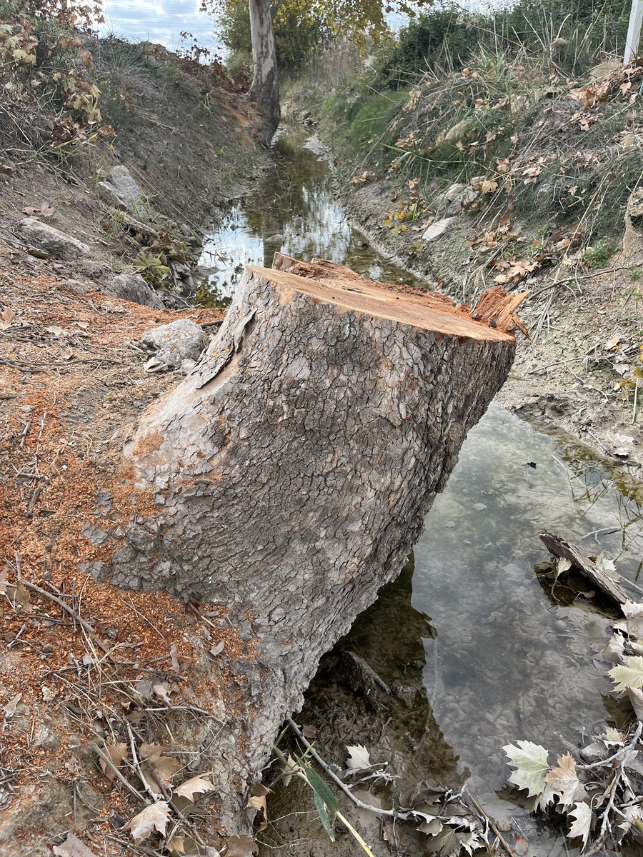 enunlugardelah1's tweet photo. 🍋 Una canallada. Y nos mordemos la lengua. Alguien debería pagar por esto.

4 enormes plátanos de sombra seguramente centenarios han sido talados en la acequia Benipotrox.

Arboles protegidos. ¿Y de que ha servido?⬇️ https://t.co/x4dEXd1z71